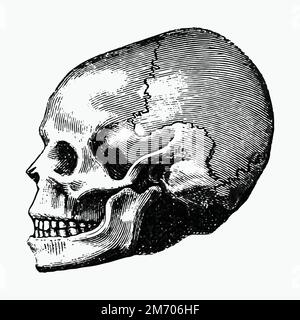 Vintage viktorianischen Stil Schädel Gravur Vektor Stock Vektor