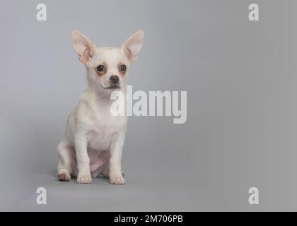 Ein chihuahua-Welpe, der isoliert auf Grau in einem Studio sitzt Stockfoto