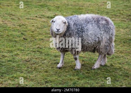 Ein dicker Wollmantel auf einem Herdwick-Schaf mit fotogenem Aussehen und in Verbindung mit Lakeland UK. Das Schaf aus dem Lake District. Stockfoto