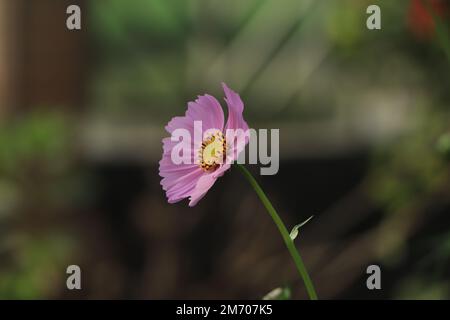 Selektiver Fokus auf pinkfarbene Kosmos-Blume Stockfoto