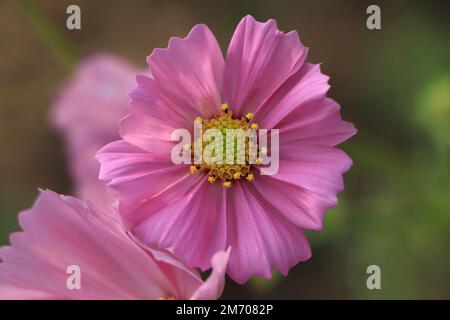 Wunderschöne rosafarbene Cosmos Blumen blühen im Garten. Stockfoto