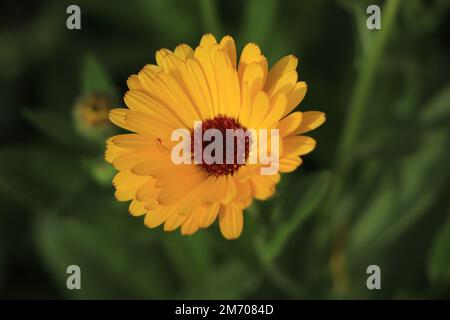Calendula-Blüten- und -Blattpflanze (Calendula officinalis, Topf, Garten oder englische Ringelblume) Stockfoto