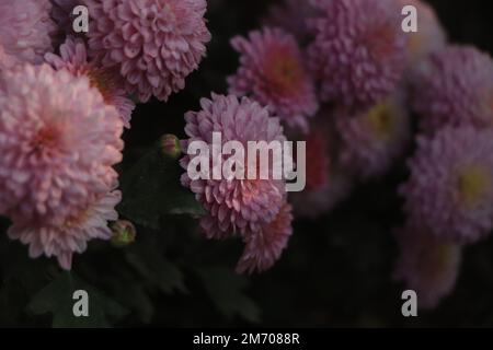 Blumen, Blumen chrysantheme Chrysantheme Hintergrundbild, Chrysanthemen im Herbst Stockfoto