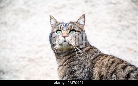 Nahaufnahme des Katzenkopfes. Wunderschönes Katzengesicht. Schwarze, weiße und braune Katze. Süße Katze Stockfoto