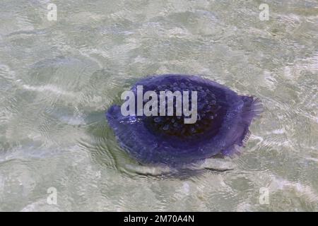 Kronenquallen, die im Roten Meer des Dahlak-Archipels schwimmen Stockfoto