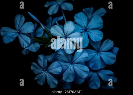 Blaue Blumen. Blume. Leadworts. Stockfoto