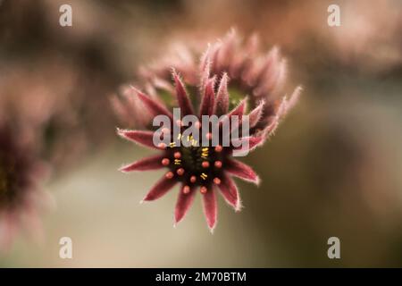 Sempervivum Stockfoto