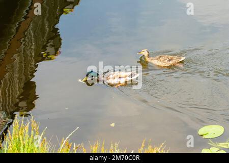 Enten auf dem Fluss inmitten wilder Vegetation in der Stadt an einem Sommertag. Stockfoto