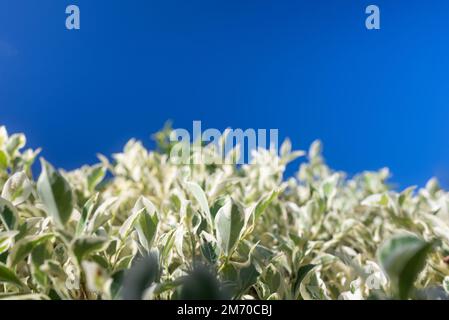 Die Feigenpflanze lässt eine Nahaufnahme auf blauem Himmelshintergrund zurück Stockfoto