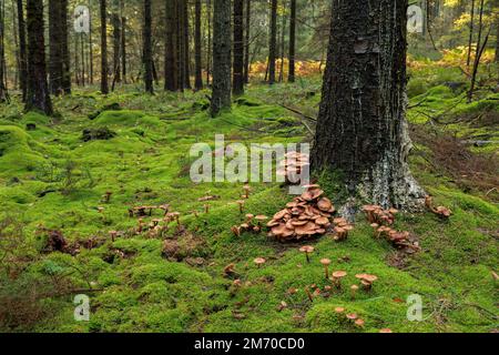 Rötlich-brauner Pilz, der an der Basis eines Baumes wächst. Stockfoto