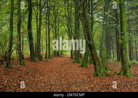 Carpet of autumn leaves in woodland near Monmouth, South Wales. Stockfoto