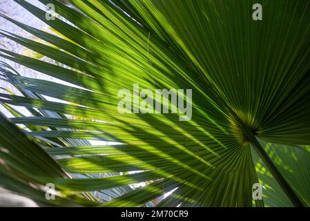 Meist verschwommene Fächerpalme hinterlässt Hintergrund mit blauem Himmel. Fächerähnliches Laub Stockfoto