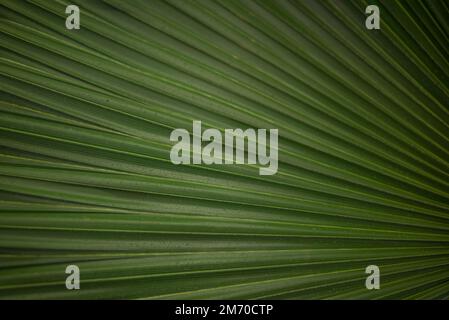 Meist verschwommener abstrakter grüner Hintergrund von einem Blatt einer Fächerpalme Stockfoto