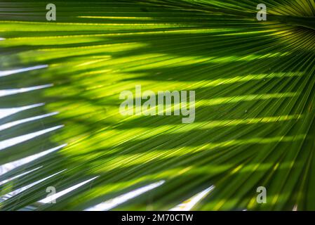 Meist verschwommene Fächerpalme hinterlässt Hintergrund mit blauem Himmel. Fächerähnliches Laub Stockfoto