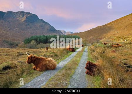 Highland-Rinder auf dem Inverinate Estate, Schottland. Stockfoto