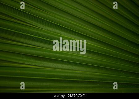 Meist verschwommener abstrakter grüner Hintergrund von einem Blatt einer Fächerpalme Stockfoto