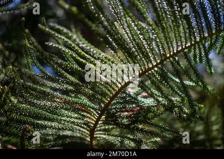 Verschlüsse nadelartiger Blätter von Aracaria columnaris oder Kiefernholz Stockfoto