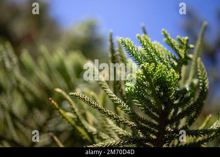 Verschlüsse nadelartiger Blätter von Aracaria columnaris oder Kiefernholz Stockfoto