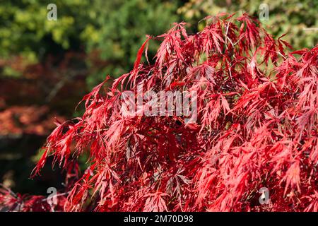 Herbstfarbe des Acer Japonicum Aconitifolium im britischen Garten Oktober Stockfoto