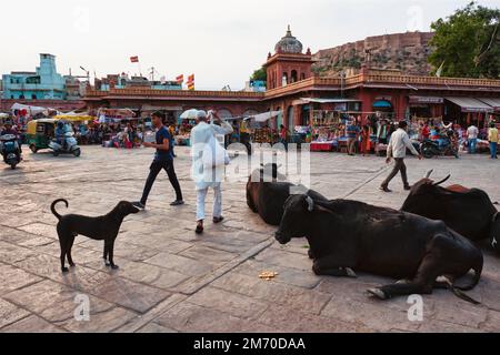 Jodhpur, Indien - 14. November 2019: Menschen und Kühe auf dem Sadar-Markt in Jodhpur, Rajasthan, Indien Stockfoto