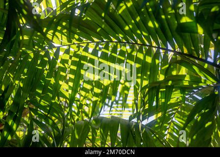 Meist verschwommene grüne tropische Blätter im Hintergrund. Palmenförmiges pacaya-Laub Stockfoto