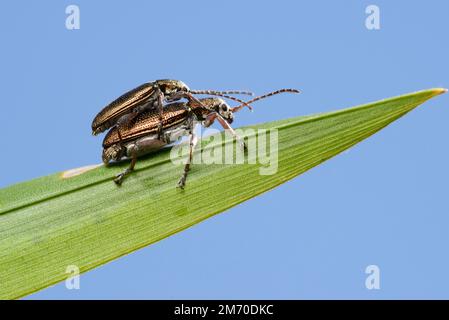 Leuchtend glänzende Schilfkäfer (Donacia) Männchen und Weibchen auf einem Blatt gegen den Himmel Stockfoto