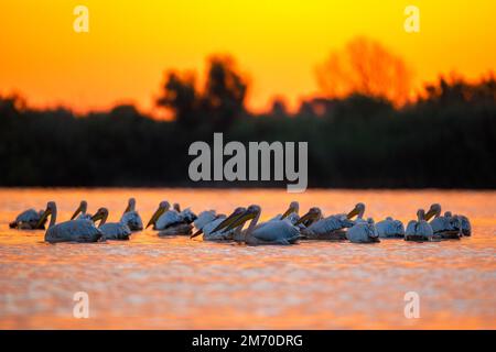 Pelikane im Donaudelta bei Sonnenaufgang in rumänien Stockfoto