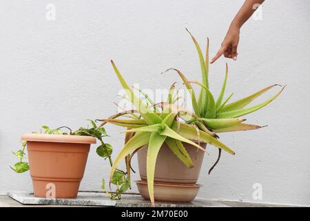 Aloe Vera-Pflanzen wachsen auf Kunststofftöpfen im Garten. Hände, die auf die Blätter der medizinischen Aloe Vera-Pflanze zeigen Stockfoto