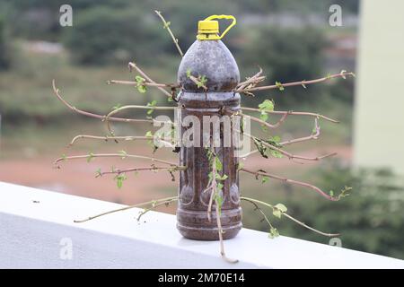 Eine Plastikflasche wird als Pflanztopf wiederverwendet, der mit etwas Kreativität ausgestattet ist und nun eine wachsende Minzeblätterpflanze hat. Konzept zur Rettung des Planeten aus Kunststoff Stockfoto