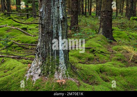 Ein Trottel, der einen Baumstamm runterläuft. Stockfoto