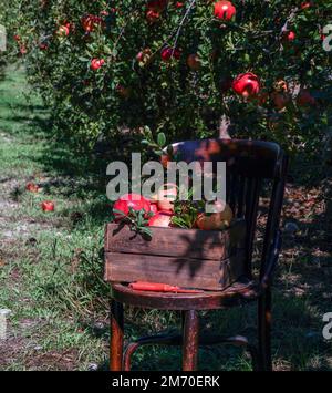 Granatäpfel frisch gepflückt in einer Holzkiste auf einem Stuhl im Garten, Sammlung von Granatapfelernte, Bio-Produkt Stockfoto