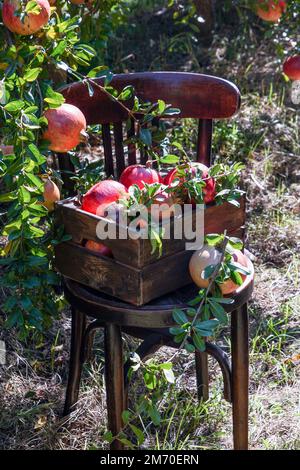 Granatäpfel frisch gepflückt in einer Holzkiste auf einem Stuhl im Garten, Sammlung von Granatapfelernte, Bio-Produkt Stockfoto