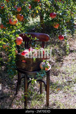 Granatäpfel frisch gepflückt in einer Holzkiste auf einem Stuhl im Garten, Sammlung von Granatapfelernte, Bio-Produkt Stockfoto