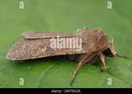 Detaillierte Nahaufnahme auf dem quadratischen Fleck Rustische Motte, Xestia xanthographa sitzt auf einem grünen Blatt Stockfoto