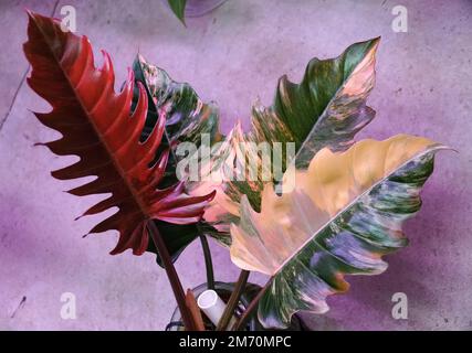 Atemberaubende Farben und verschiedene Blätter von Philodendron Caramel Marble Stockfoto