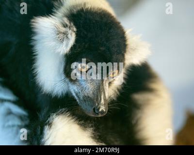 Schwarz-weiß-Ruffed Lemur Varecia variegata Stockfoto