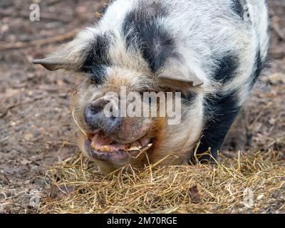 Kunekune Sus scrofa domestikus Hausschwein aus Neuseeland Stockfoto