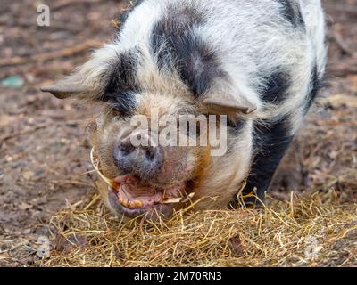 Kunekune Sus scrofa domestikus Hausschwein aus Neuseeland Stockfoto