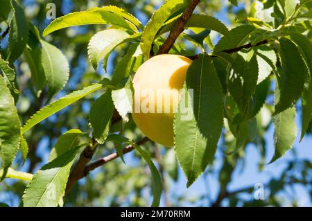 Zweig mit unreifen Pfirsichfrüchten, mediterranen Früchten Stockfoto