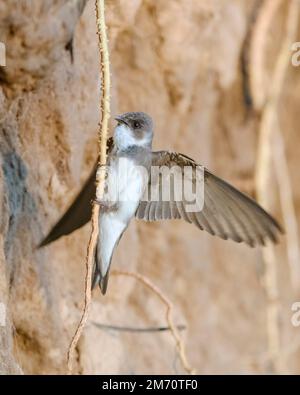 Sand martin (Riparia riparia), auch bekannt als Swallow Wanderpasserine Vogel der Familie Hirundinidae. sandmartins Porträt in der Nähe des Nests Stockfoto