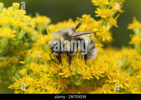 Natürliche Nahaufnahme auf einer flauschigen Weißschwanz-Hummel, Bombus lucorum auf gelben Solidago-Blumen Stockfoto