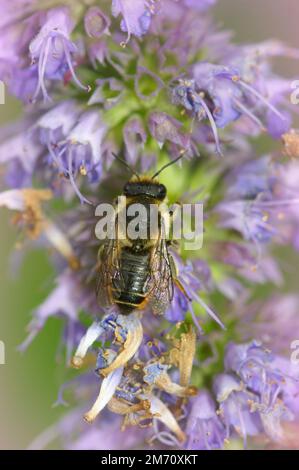 Natürliche dorsale Naht einer Blattschneiderbiene, Megachile centuncularis, einer violetten Blume im Garten Stockfoto