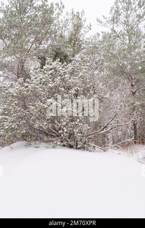 Winterwunderland in schweden. Spaziergang durch den Wald mit schneebedeckten Bäumen und hellem Sonnenlicht Stockfoto