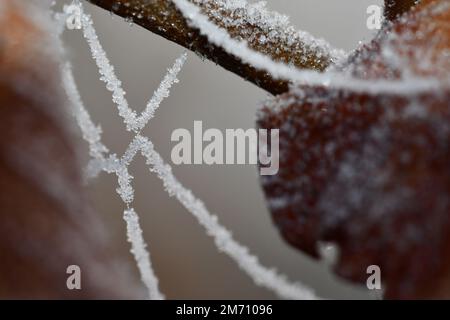 Mattes Spinnennetz auf einem Zweig, Makrofotografie, Spinnennetz Stockfoto