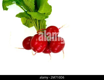 Gruppe von fünf ganzen roten Rettich mit frischen grünen Blätter auf weißem Hintergrund Stockfoto