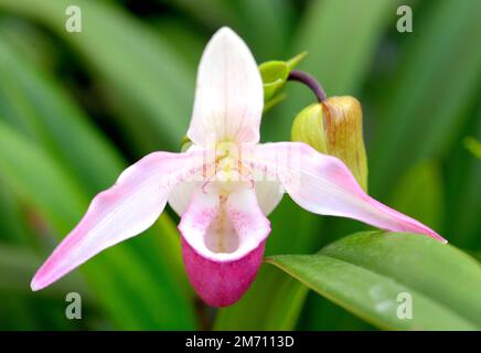 Rosa Lady Slipper Orchidee Stockfoto