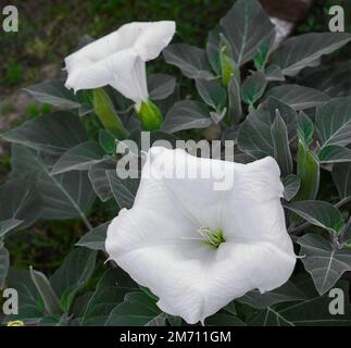Datura stramonium mit Blättern. Dornapfel. Jimsonweed. jimson-Gras. Teufelsnarre. Nahaufnahme einer weißen Blume. Stockfoto