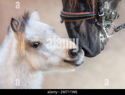 Nahaufnahme eines großen andalusischen Pferdes und eines amerikanischen Miniaturpferdes. Konzept der Kommunikation verschiedener Tiere. Stockfoto