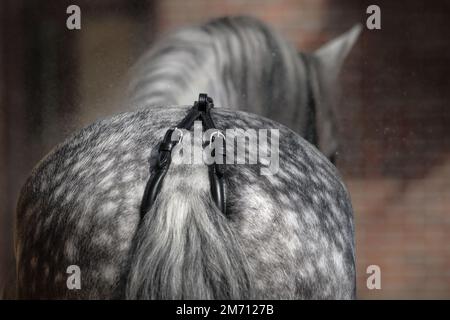 Rückansicht eines pappelgrauen Pferdes. Mach die Krone dicht, die schwarze Kröte. Stockfoto