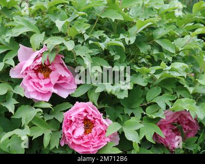 Rosafarbene, üppige Pfingstrosen auf einem Busch im Garten, blühende Frühlingsduftende als natürlicher Hintergrund in Pastelltönen Stockfoto